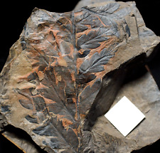 Mazon Creek age Fossil plant Carboniferous fern Mariopteris in siderite matrix  picture