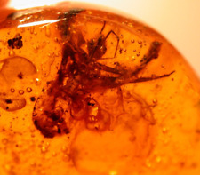 Super RARE Large Scary Assassin Bug in Dominican Amber Fossil Gemstone picture