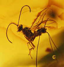 Detailed Hymenoptera (Wasp), Fossil Inclusion in Dominican Amber picture