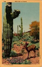 Wild Life, Deer, Cactus in Arizona AZ Curt Teich linen Postcard picture