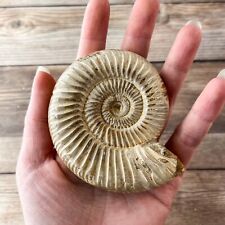 Ammonite (White) Fossil Polished; 144 g Authentic Real picture