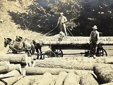 ZF Photograph Men Working Loggers Logging Tree Trunks Horses Pulling 1910-20's picture