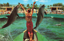 Miami Florida, Seaquarium, Porpoises Jump for Fish, Vintage Postcard picture