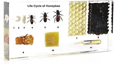 Lifecycle of a Honey Bee Science Classroom Specimens for Science Education picture