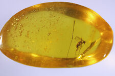 Ancient Insect Caught In Amber 20 to 25 Million Years Ago picture
