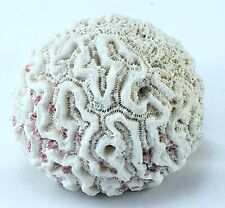 Natural Brain Coral Fossil Reef Specimen  picture