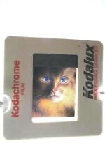 Vintage Kodachrome 35mm Film Slide Jim Warren's Cat Woman July 1989 picture