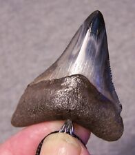Megalodon shark tooth necklace 2