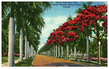 Royal Poinciana Tree Amidst Majestic Royal Palms Florida Postmark 1967 picture