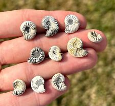 Germany Fossil Ammonites Pleuroceras LOT OF 10 Jurassic Age German Collection picture