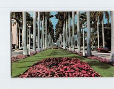 Postcard Tree Lined Avenue Palm Beach Florida USA picture