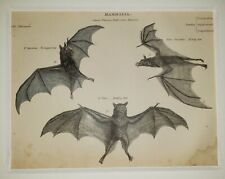 ALEXANDER FRANCIS LYDON (1836–1917) Original ANTIQUE Colored Engraving Bats picture