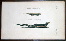1777 Thomas Pennant Antique Reptile Print of Brown Lizard & Scaly Lizard picture