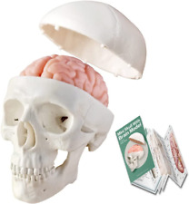 2024 New Human Skull Model,3 Part with 2-Part Human Brain;Half Life Size Skull w picture