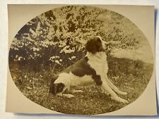 English Springer Spaniel. Vintage Photograph. Dog. picture