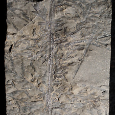 Rare namurian unknown fossil plant Rhodea ? primitive fern  picture