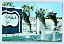 Marineland of Florida Porpoises clear Hurdle Jump Track Events  Postcard C6 picture