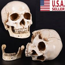 Human Skull Replica Resin Model 1:1 Realistic Retro Medical Art Teach Life Size picture