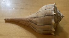Lightning Whelk ‘Busycon contrarium’ 100 mm 4” Nice Specimen Florida USA picture