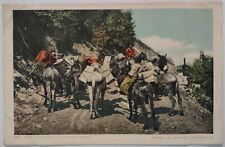 Vintage Postcard Burro Pack Train Donkeys Detroit Publishing picture