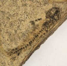 Apateon Fossil Amphibian in Plate - Germany  picture
