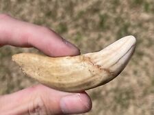 Saber Tooth Cat Tooth or Other Large Feline Pleistocene African Mammoth Age picture
