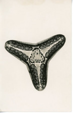 Vintage Triceratium Nitescens Silver Print Diatom, Les Bacillariophyta (Diatom picture
