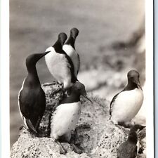 c1930s Oregon Coast Highway, OR RPPC Common Murres Bird Real Photo Postcard A166 picture