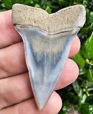 Aurora North Carolina Hastalis Shark Tooth Fossil Lee Creek Not Great White picture