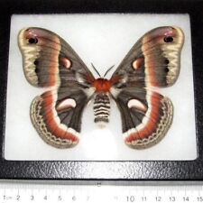 Hyalophora cecropia red saturn moth female Indiana USA FRAMED picture