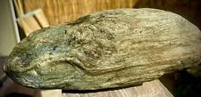 Natural Agatized Petrified Log Dense/Heavy Fossil Wood picture