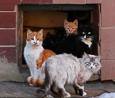 DONATE TO CAT FEEDING IN OPEN COUNTRYARD / TO BUILD A WINTER-HOUSE FOR CATS picture