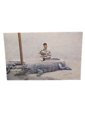 Postcard Nile Crocodile California Alligator Farm Buena Park California picture