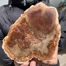 1.4LB Beautiful Natural polished Arizona petrified wood slice mineral specimen picture