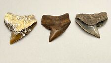Group of 3 Very Nice And Colorful Fossil TIGER SHARK Teeth - Florida, USA picture