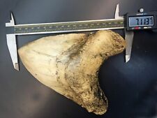 World Record Megalodon Shark Tooth Over 7 Inches (replica) #3050 picture