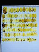 100pcs Cretaceous(40g Everyone has worms)MyanmarAmber insect fossil dinosaur age picture
