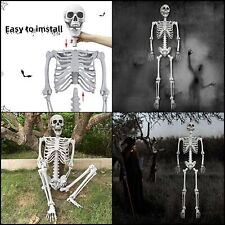 5.4Ft/165cm Halloween Skeleton Body Life Size Human Bones with Movable Joint picture