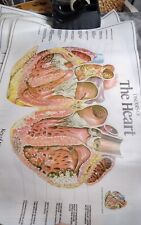 Vtg HEI Health Edco Vinyl Charts Digest, Musculoskeletal, Respiratory, the Heart picture