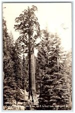 1938 General Grant Tree Sequoia National Park California CA RPPC Photo Postcard picture