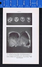 Skulls: Gorilla, Rhodesian man, Neanderthal, Kafir & Cave of Gargas Art -1934  picture