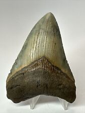 Megalodon Shark Tooth 4.12” Colorful - Beautiful Fossil - Authentic 18040 picture