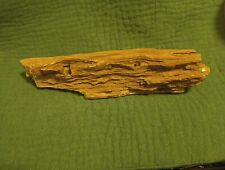 petrified wood log picture