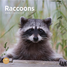 Raccoons 2024 Hangable Monthly Wall Calendar | 12
