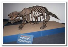 museum model paleontology extinct prehistoric sloth Postcard picture