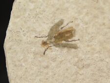 Two Fifty Million Year Old WINGED INSECT Fossils From Wyoming 68.9gr picture