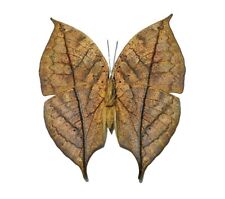 Kallima inachis verso ONE REAL BUTTERFLY LEAF MIMIC UNMOUNTED WINGS CLOSED picture