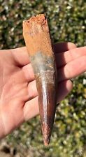 HUGE Spinosaurus Dinosaur Tooth Fossil 5” Theropod Cretaceous Morocco Kem Kem picture