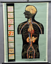 medical anthropology vintage pull-down poster wall chart human blood gland picture