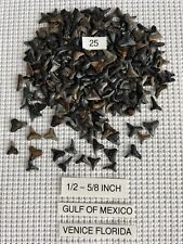 Lot of 25 Fossilized 1/2 - 5/8 inch shark teeth from Venice Florida ( GULF ) picture